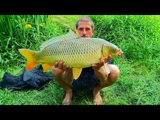 Šaran Bolen Protfiš - Mešano meso - Pecanje na Tamišu sa prijateljima | CARP FISHING TAMIS RIVER