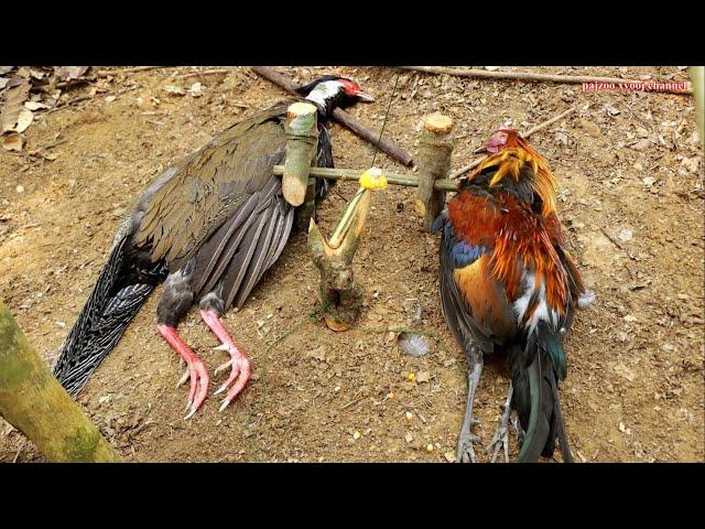 สาวดอย Create traps like no other to catch pheasant and wild chicken