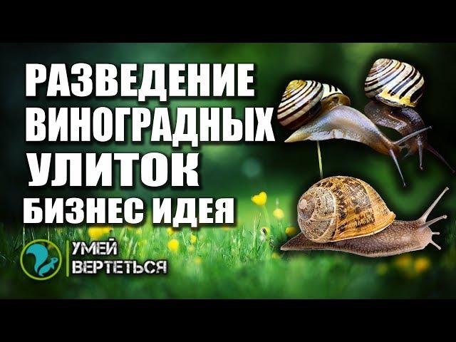 Виноградные улитки как бизнес идея