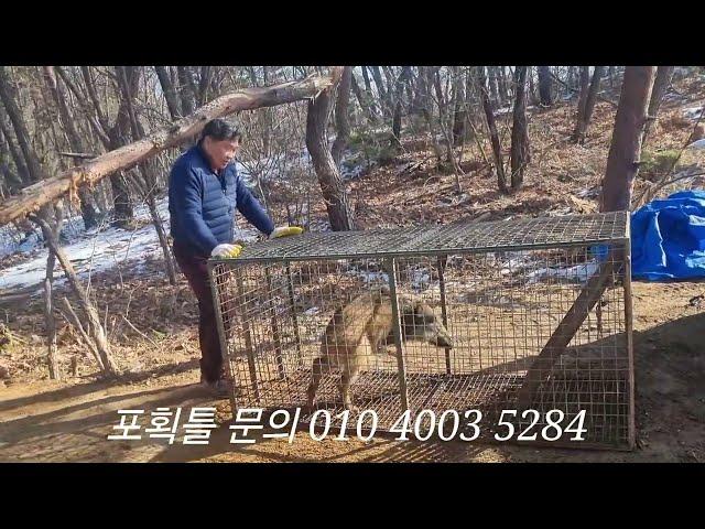 보급형 멧돼지 포획틀에 증동리2마리째(문의 010 4003 5284)