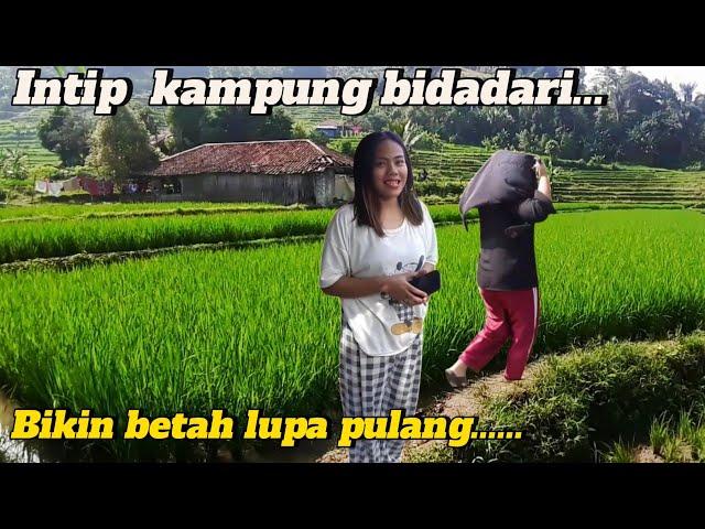 WOW..Intip Kehidupan Kampung Bidadari Pedalaman Cianjur Selatan Jawa Barat Rumah Di Tengah Sawah