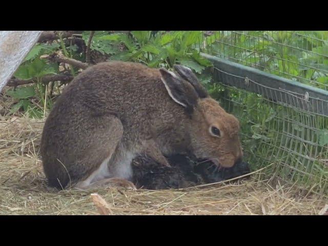 Подглядываем за родами зайца. Не для слабонервных. Макофка. Birth of a hare leverets