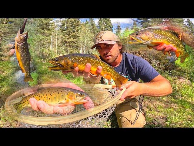 EXPLORING and FISHING Small Creek in the Mountains for BROOK TROUT!! (Catch & Cook)