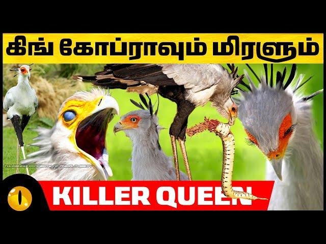 பாம்புகளை மிரட்டும் பறவை  | Secretary Bird | Animaltube Tamil