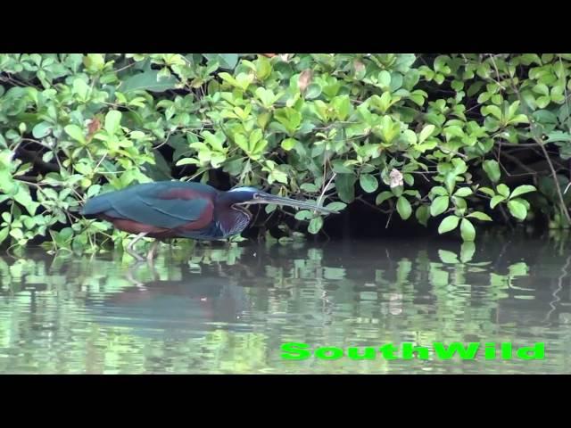 Agami Heron - SouthWild Pantanal Lodge