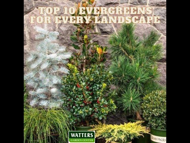 Top 10 Evergreens for Every Landscape