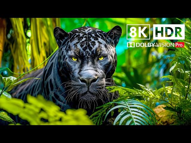 BEST Dolby Vision HDR 8K Video ULTRA HD 60FPS