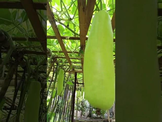 Balantiyong/Bottle gourd