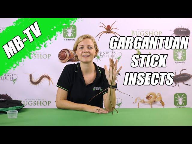 Gargantuan Stick Insects