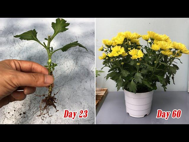 How to grow yellow chrysanthemum from cuttings, fast and easy