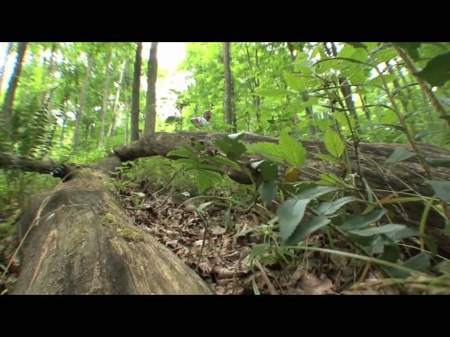 Ginseng Culture