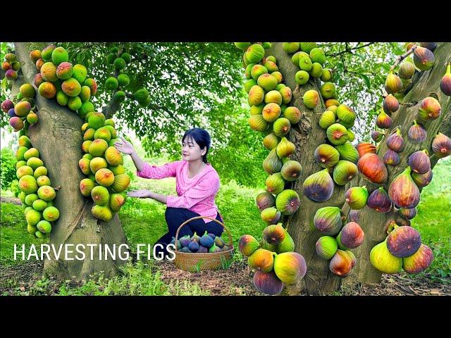 LÝ TRIỆU CA | From Farm to Kitchen: Harvesting FIGS | Cook Delicious Must-Try Recipes