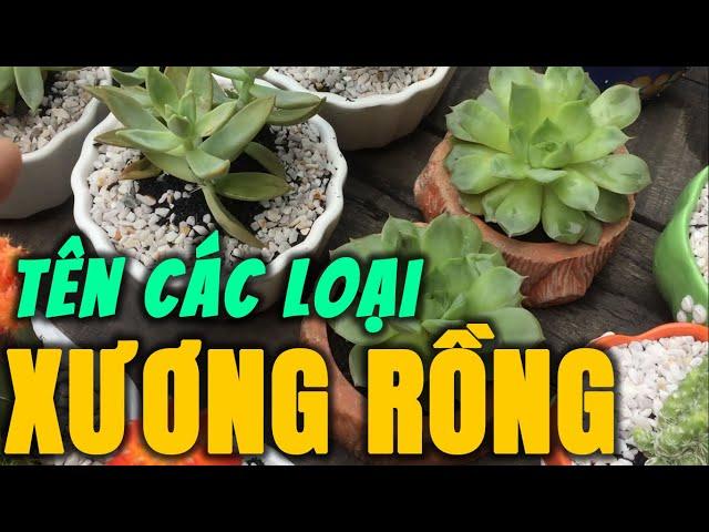 Phân Biệt Các Loại Cây Xương Rồng, Tên Cây Xương Rồng