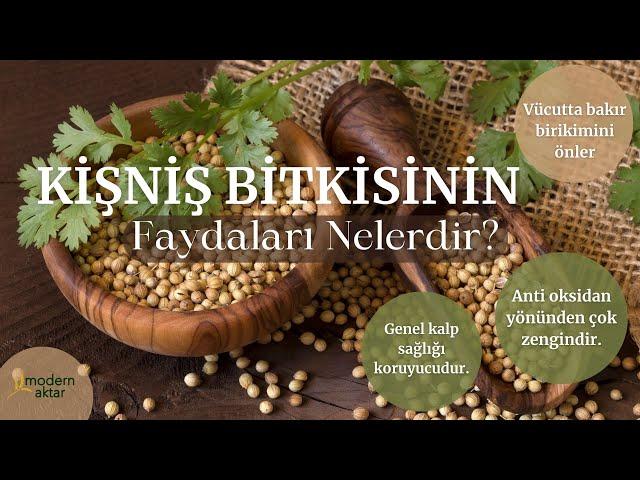 MODERN AKTAR KİŞNİŞ BİTKİSİ | FAYDALARI NELERDİR?