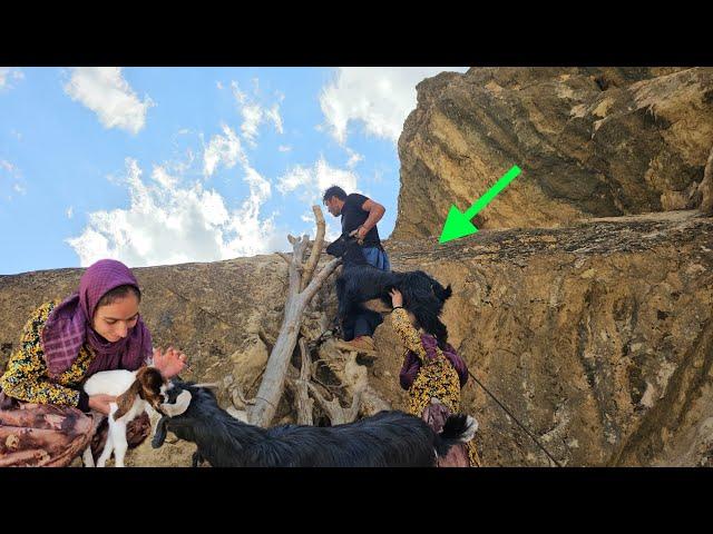 The Courage of Ali and Fatemeh: A Thrilling Rescue of a Goat and Her Kid in Frightening Cliffs ‍️