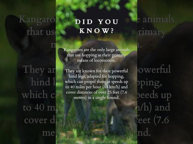 MIND BLOWING FACTS ABOUT KANGAROO #kangaroo #animals #funlearning