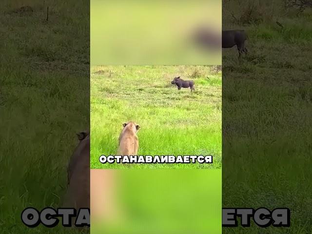 КАБАН - ЦАРЬ ЦВЕРЕЙ   #животные #звери #лев #кабан #россия