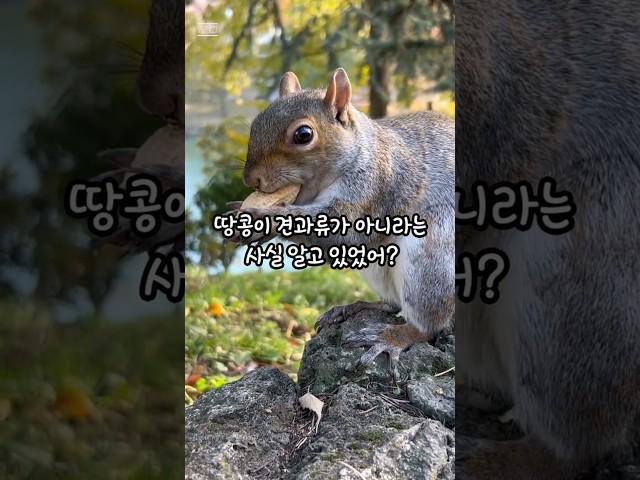 땅콩이 견과류가 아니라고? #상식 #지식 #재미정보 #30초정보 #30초지식