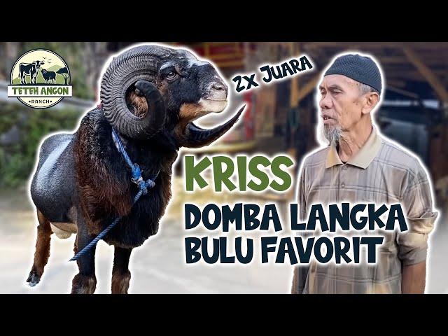 KRIS, DOMBA LANGKA BULU FAVORIT  | DARI TERNAK DOMBA BISA SEKOLAHIN 3 ANAKNYA SAMPAI JADI SARJANA 