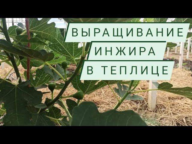 Выращивание инжира в теплице.