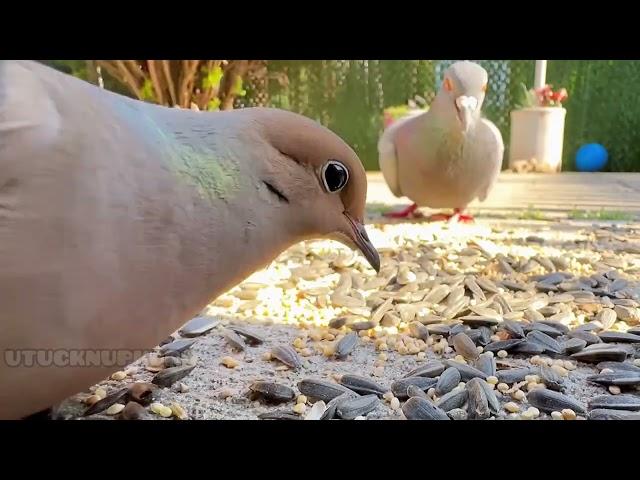 A REAL BEAUTY||MOURNING DOVE