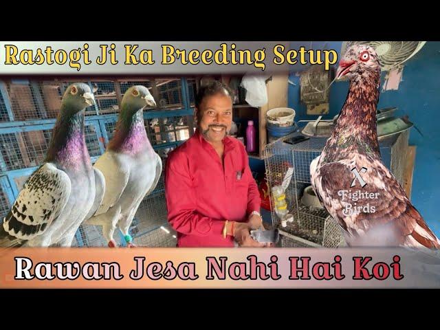 Rastogi Ji Ka Breeding Setup | X Fighter Birds