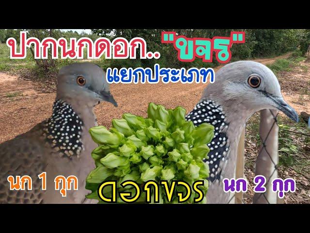 สูตรดูปากนกเขาใหญ่…ทรงดอกขจร…แยกนก 1กุก/2กุก