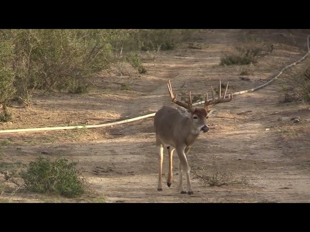 SOUTH TEXAS HUNTING - MONSTER TROPHY BUCKS