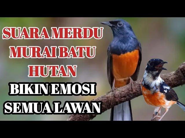 suara merdu murai batu di pagi hari cocok untuk pancingan burung anda