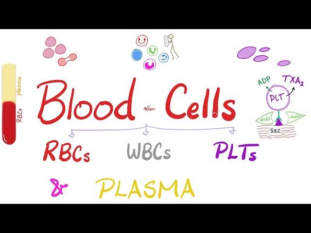 Plasma and Blood Cells (RBCs, WBCs, and Platelets) - Hematology and Physiology