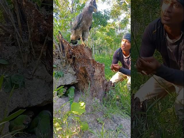 A man saw a strange parrot living with an eagle#nature #wildwater #animals #wildeagle #animals