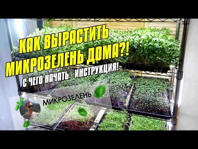 МИКРОЗЕЛЕНЬ ДОМА | КАК ВЫРАСТИТЬ МИКРОЗЕЛЕНЬ ДОМА | БИЗНЕС МИКРОЗЕЛЕНЬ | МИКРОЗЕЛЕНЬ С ЧЕГО НАЧАТЬ