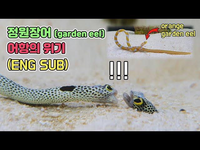 A crisis has come to the peaceful tank where garden eel live. A new family of 2 ... [ENG SUB]