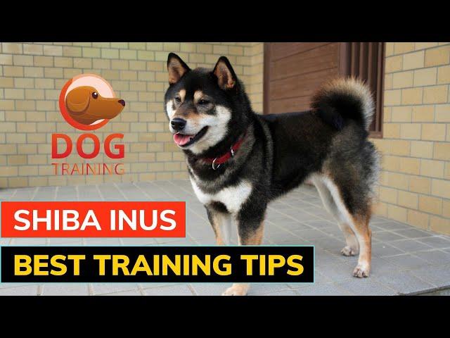 12 Best Shiba Inu Training Tips for Success #guide