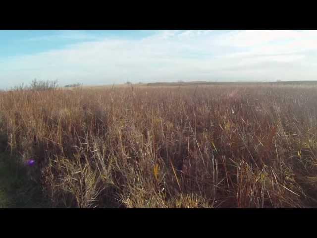 Young North Dakota Rooster escapes