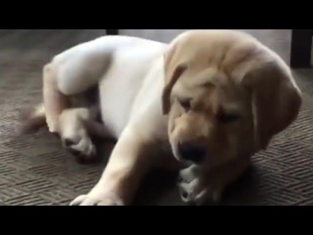 Labrador puppy attacks scary ice cube