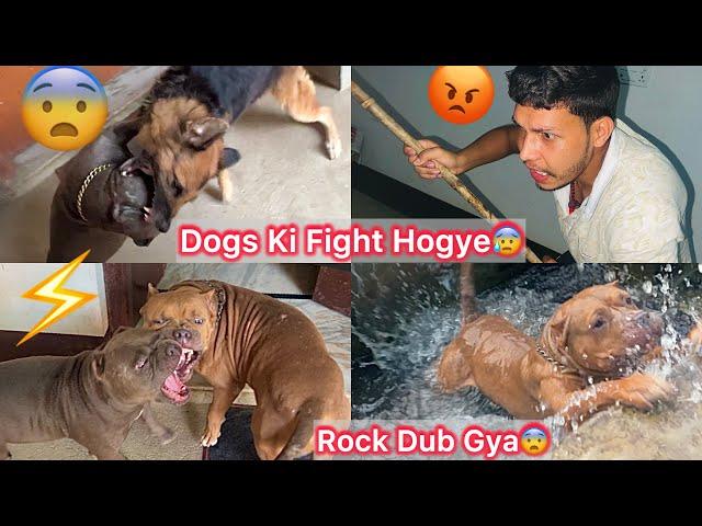 Sb Dogs Ka Panga Hogya Roxcy Ki Vjh SeCoco Ghayal Hogye|| Rock Pani Mai Dub Gya