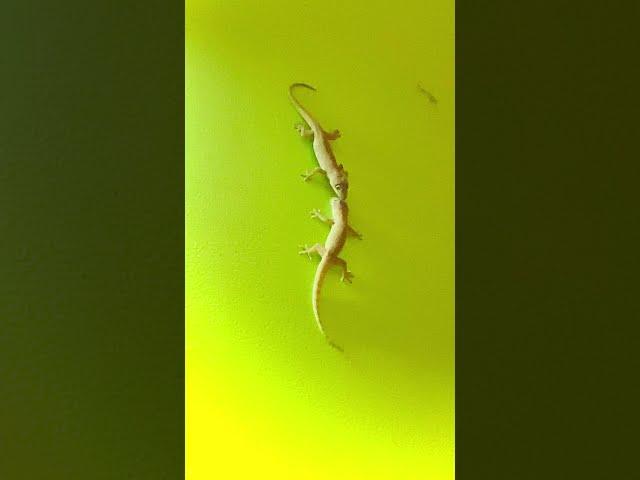 Lizards Fighting With Sound  | #short