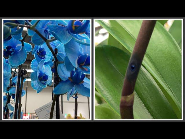 SCAM: How Orchids Are Dyed. @JustAddIceOrchids 