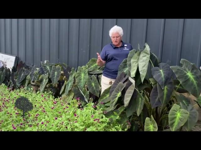 Elevate Your Garden with Elephant Ears: A Tropical Touch