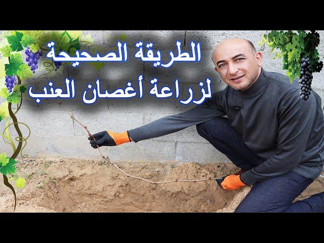 الطريقة الصحيحة لزراعة اغصان العنب في الارض, Planting Grape from Cuttings