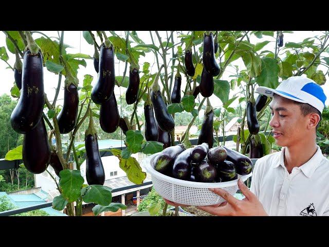 How to grow Eggplant with many fruits, grow Eggplant on the terrace