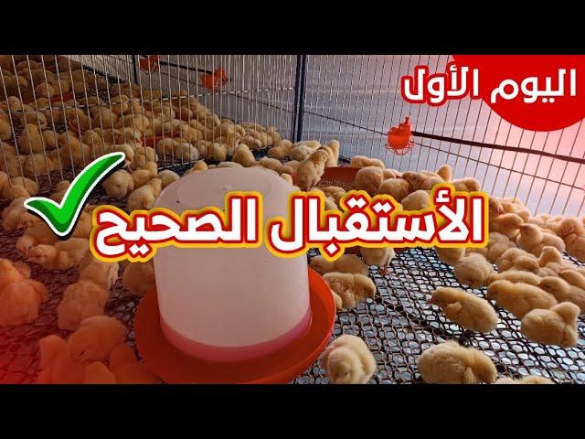 اليوم (1) إستقبال الصيصان الأوزان الصح من هنا تبدأ / تربية الدجاج اللاحم بلأعشاب 