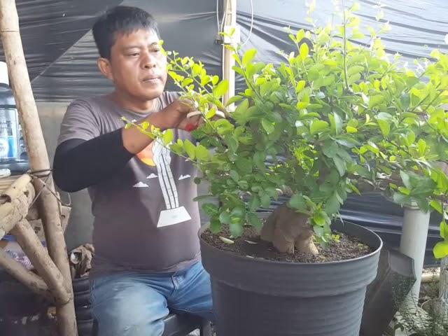 PRUNING BONSAI CIANCI