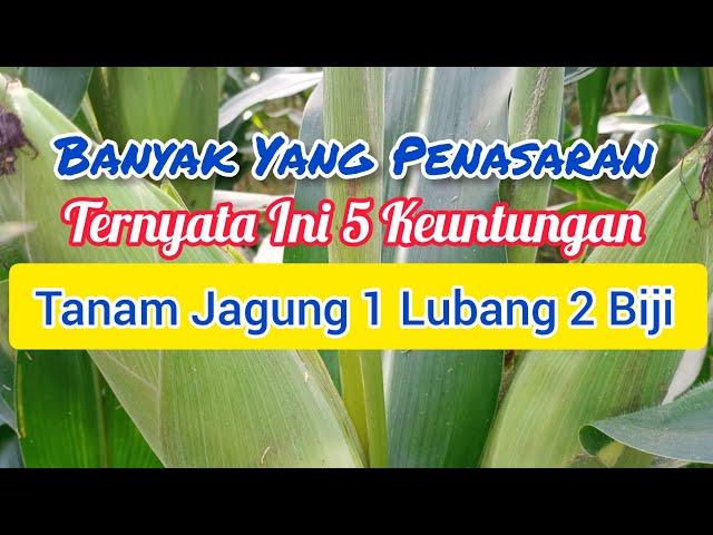 Tanam Jagung 1 Lubang 2 Biji Ini Lima Keunggulanya