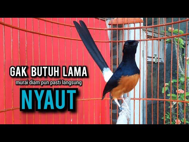 murai batu gacor AMPUH buat PANCINGAN murai batu agar bunyi JADIKAN burung murai gacor EMOSI