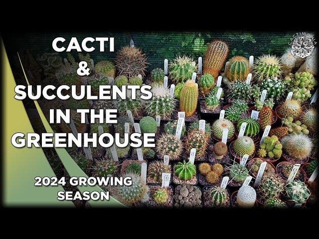 Moving the Cacti & Succulents into the Greenhouse 2024 | #Cactus & #Succulents