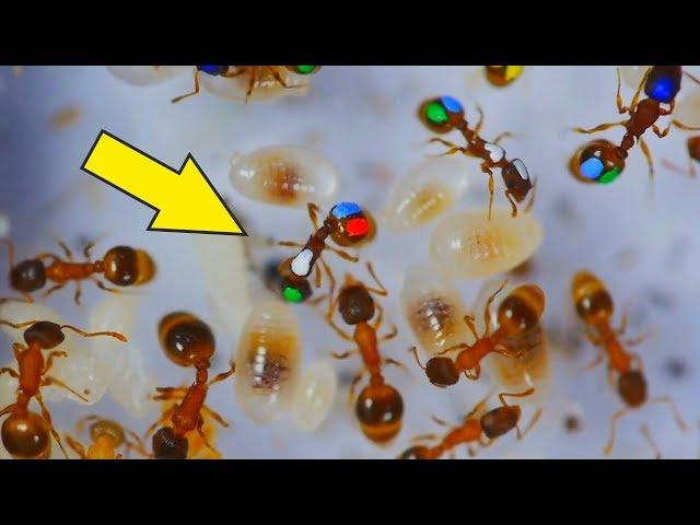 Ленивые Муравьи! Что если покрасить муравьев и проследить за ними? Разноцветные муравьи.
