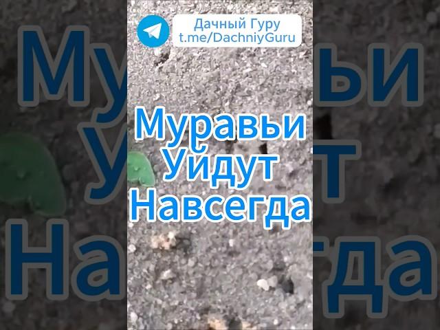 100% средство от муравьёв! #муравьи #дача #грядки #огород #садоводство #сад
