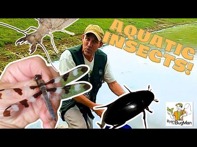 Exploring the Hidden World of Aquatic Insects and Their Essential Role in Ecosystems